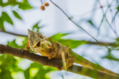 Close-up of lizard on branch