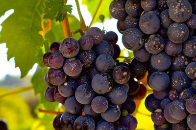 Close-up of grapes growing in vineyard