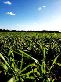 Scenic view of wheat field against sky