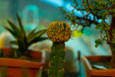 Close-up of plant against sky