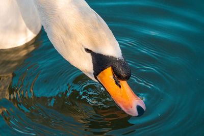 High angle view of swan swimming in lake