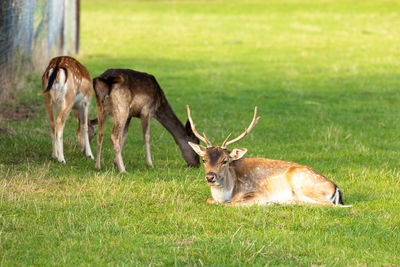 Deer in a field