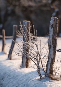 Close-up of tree on field during winter