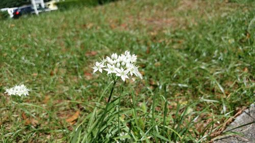 Close-up of flower blooming on field