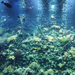 Plants in water