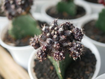 Close-up of potted plant