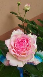 Close-up of pink rose blooming outdoors