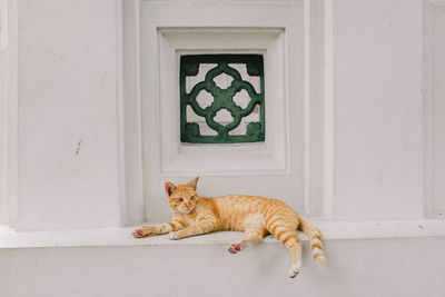 Portrait of cat lying down on window