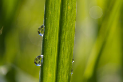 Close-up of water drops on leaf