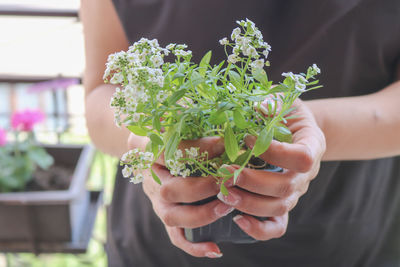 Midsection of man holding potted plant