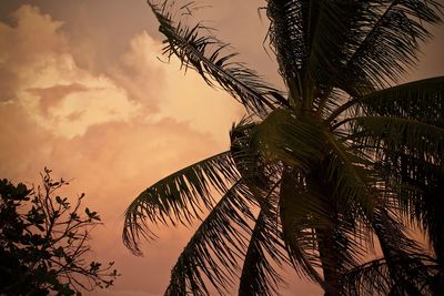 Low angle view of palm tree against sky