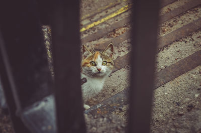 A lonely kitten. loneliness and self-isolation. wild cat. a street cat that watches a person