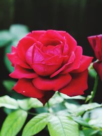 Close-up of red rose