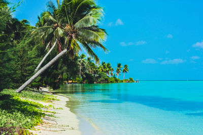 Scenic view of beach, turquoise sea, and coconut trees against sky