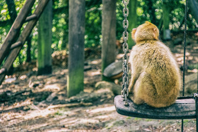 View of man sitting on land in forest