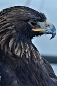 Close-up of eagle