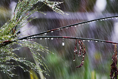 Close-up of wet spider web on plant