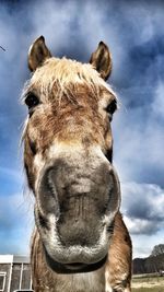 Low angle portrait of horse standing against sky