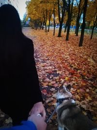 Close-up of dog sitting on autumn leaves