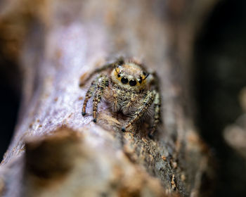 Close up of female jumping spider on cassava