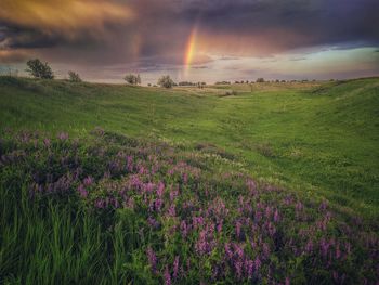 Scenic view of grassy field against sky during sunset