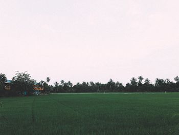 Scenic view of field against clear sky