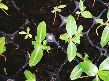 Leaves on plant