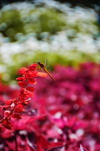 Close-up of insect on red flower