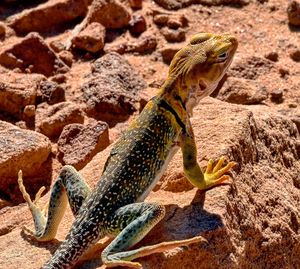 Close-up of lizard on rock