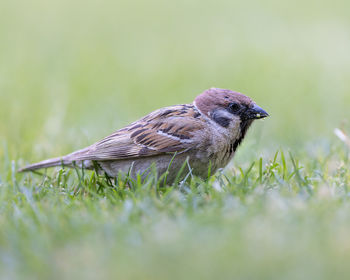 Sparrow eating