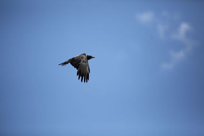 Low angle view of bird flying in sky