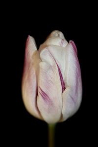 Close-up of pink rose flower against black background