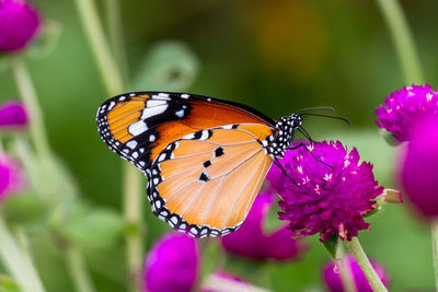 Close-up of butterfly pollinating on purple flower