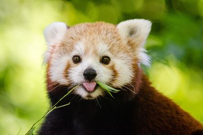 Close-up portrait of red panda