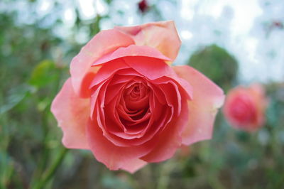 Close-up of red rose