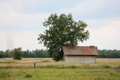Tree on field by barn against sky