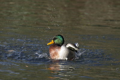 Duck swimming in lake