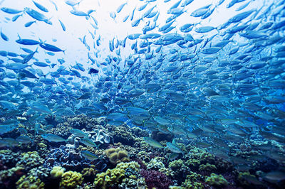 Full frame shot of fish swimming in sea