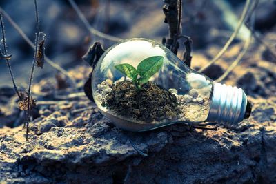 Close-up of sapling growing in light bulb on field