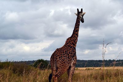 Giraffe standing on field against sky