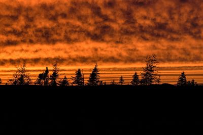 Silhouette of trees at sunset