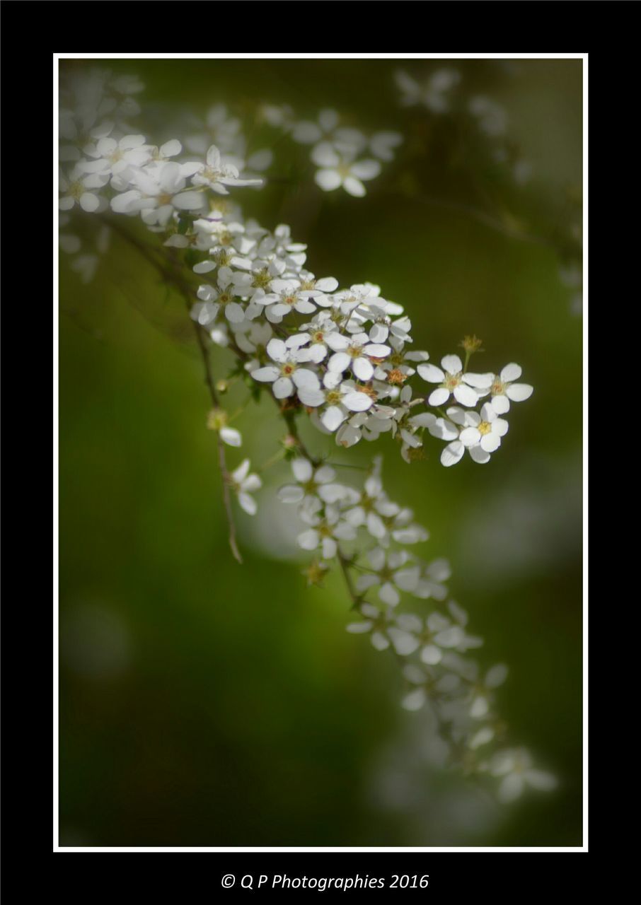 growth, flower, nature, beauty in nature, freshness, close-up, focus on foreground, plant, fragility, day, outdoors, selective focus, no people, green color, tranquility, sky