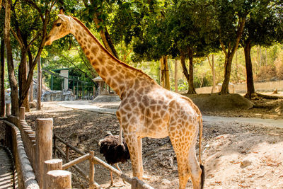 View of giraffe in zoo