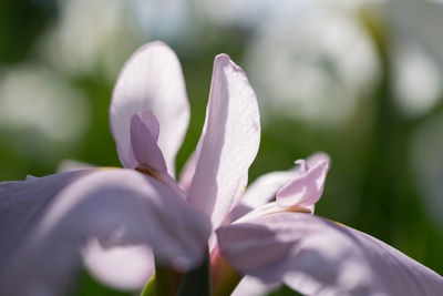 Close-up of fresh flowers blooming outdoors