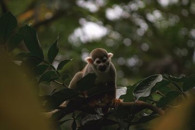 Close-up of a monkey on tree