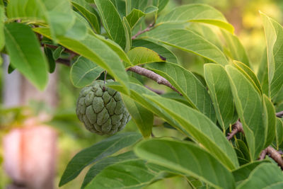 Close-up of fresh green plant