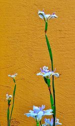 Close-up of wilted plant