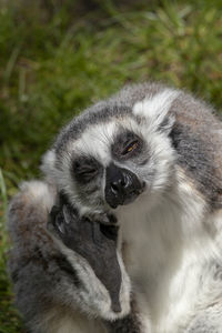 A funny lemur makes a gesture