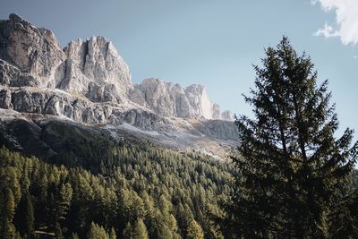 Low angle view of pine trees against sky