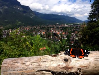 Close-up of horse on tree against mountain range